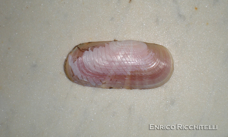 Solecurtus strigilatus